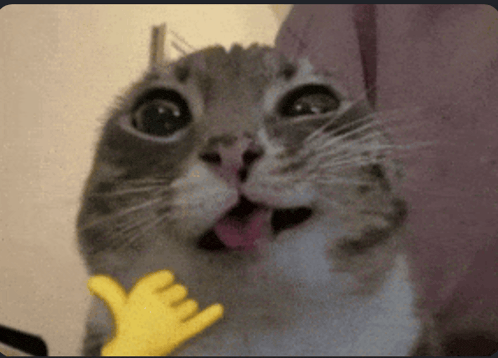 A very enthusiastic cat
