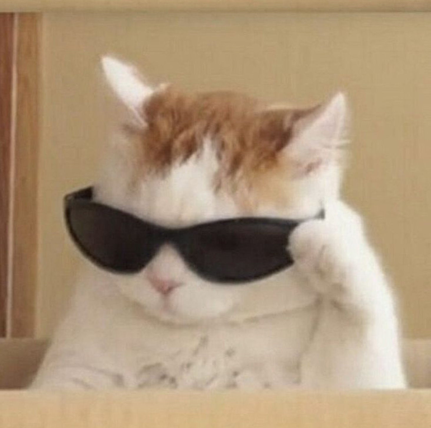 A cat in sunglasses
